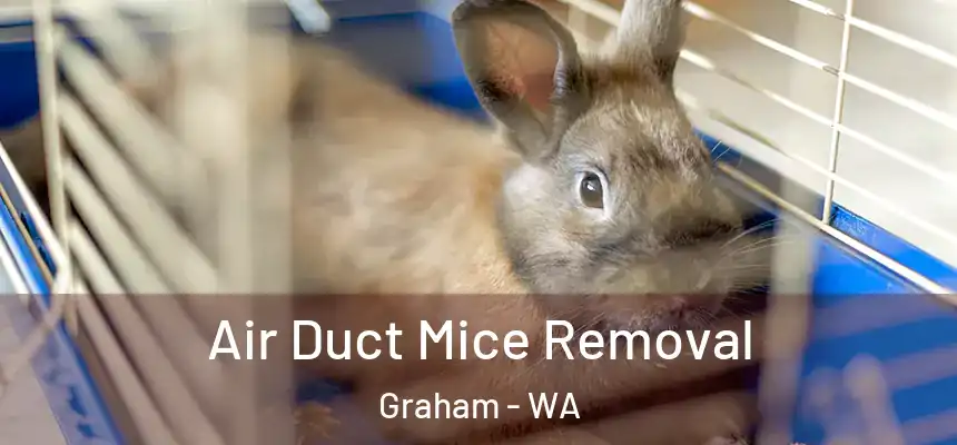 Air Duct Mice Removal Graham - WA